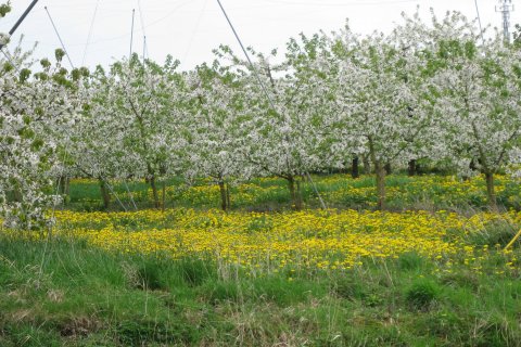 Obstblüte soweit das Auge reicht